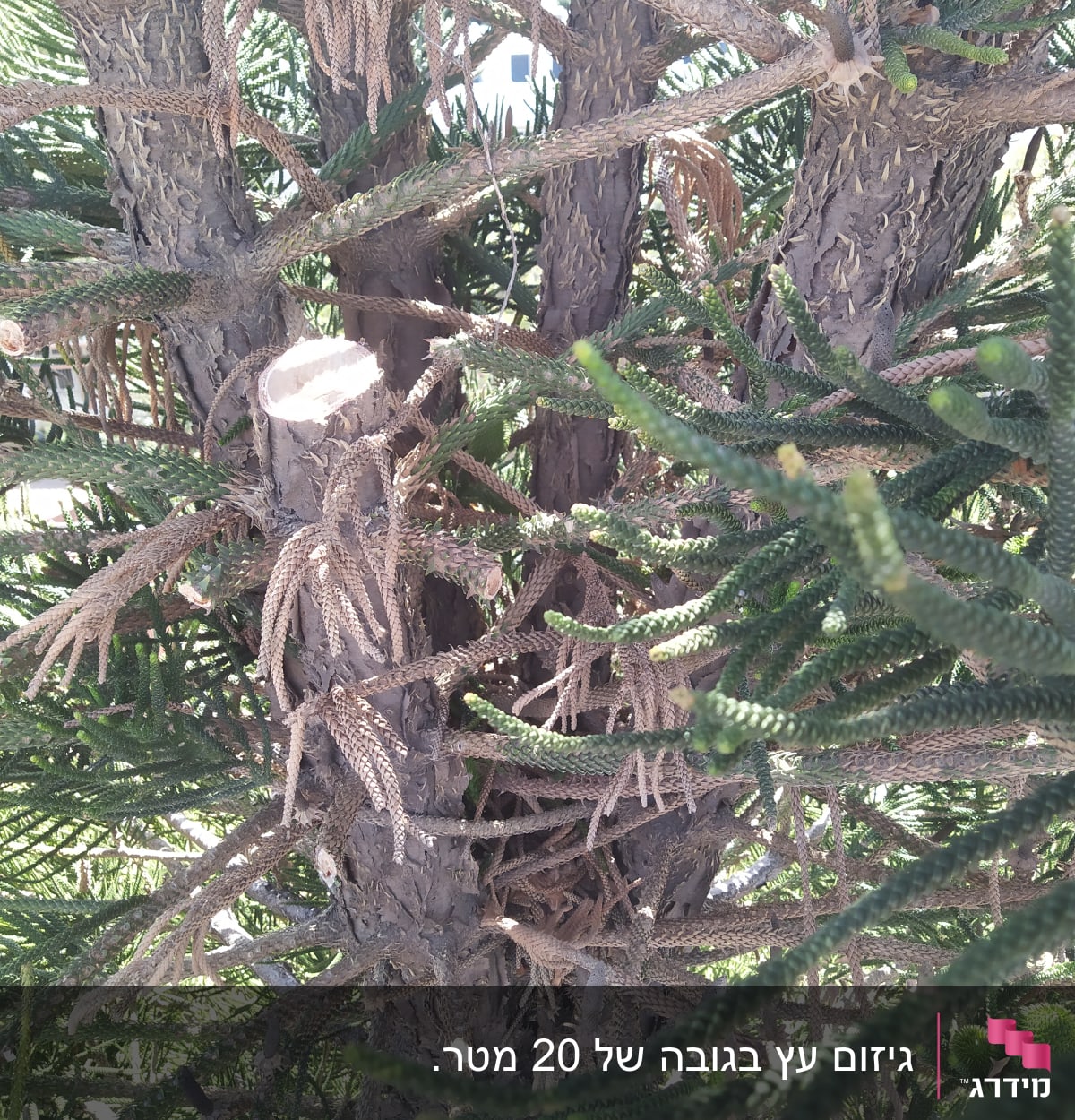 ענפים גזומים על עץ עם סימני חיתוך